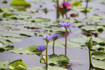 pink water lily in pond