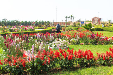 Flowers plant in a park clean and green looking beautiful