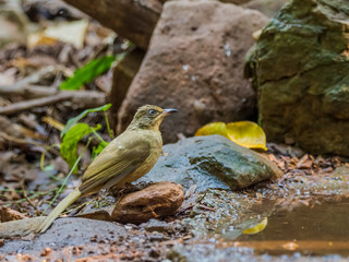 The Streak-eared Bulbul is a medium-sized, nondescript, brownish bird with slight streaking at its ears. Its scientific name is Pycnonotus conradi.