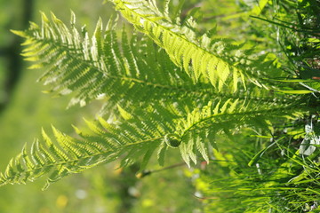 green fresh young fern in the spring garden