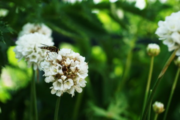 Bees pollinating on white flowers in the garden