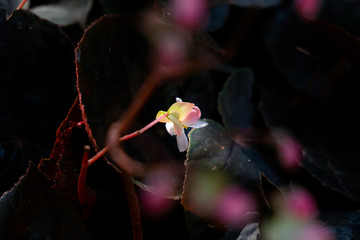 little pink blossom tropical flower east side glow in the dark background..