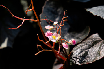 little pink blossom tropical flower east side glow in the dark background..