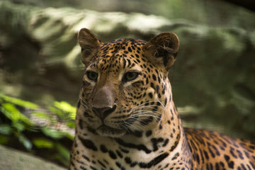 portrait of a leopard in zoo
