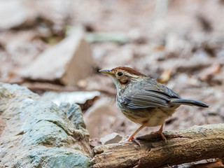 The Puff-throated Babbler or Spotted Babbler has brown-streaked pale underparts. Its white brow and throat contrast with buffy cheeks and a rusty-orange crown. Scientific name is Pellorneum ruficeps.