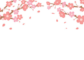 Cherry blossoms background illustration ( spring season theme )