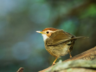 The Puff-throated Babbler or Spotted Babbler has brown-streaked pale underparts. Its white brow and throat contrast with buffy cheeks and a rusty-orange crown. Scientific name is Pellorneum ruficeps.