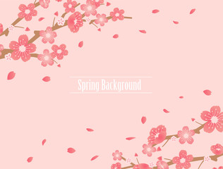 Fototapeta na wymiar Cherry blossoms background illustration ( spring season theme )