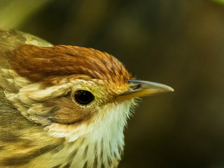 The Puff-throated Babbler or Spotted Babbler has brown-streaked pale underparts. Its white brow and throat contrast with buffy cheeks and a rusty-orange crown. Scientific name is Pellorneum ruficeps.