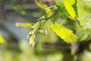 a fresh spring branch of grapes opens on a Sunny day