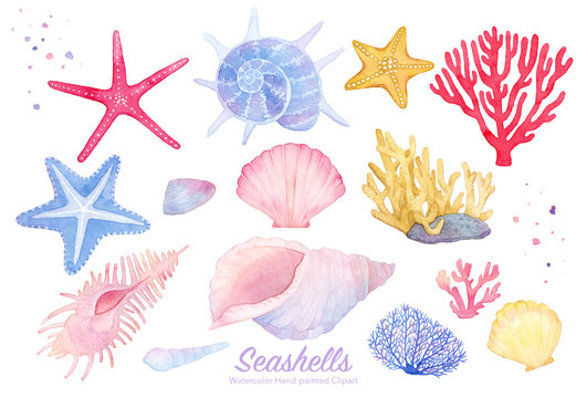 Hand painted watercolor seashells and starfishes, corals. Hand drawn illustration isolated on white background. Watercolor sea animal clipart.