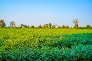 Fresh Green Chickpeas field , Chick peas also known as harbara or harbhara in hindi and Cicer is...