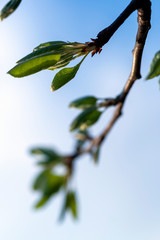 Beautiful cherry blossom in spring time over blue sky