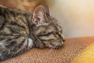 Fototapeta na wymiar striped domestic cat lies with closed eyes