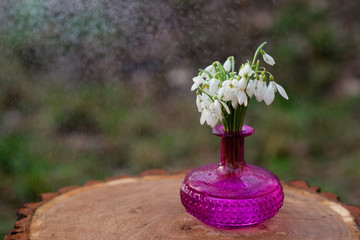 The first spring flowers of snowdrops (Galanthus nivalis) in a fuchsia vase on a hemp on a sunny day under small raindrops. Snowdrops, a sign of spring. Copy space.
