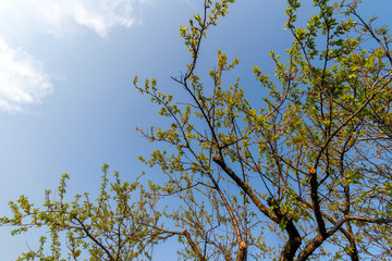 Beautiful cherry blossom in spring time over blue sky