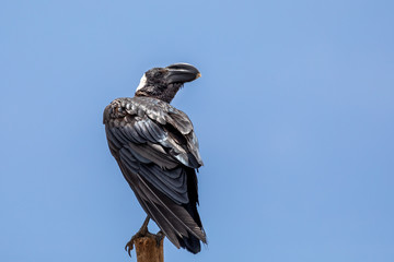 big bird Thick-billed raven on a rock. In Simien Semien mountains, Ethiopia wildlife, Africa