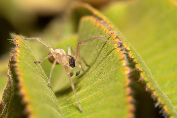 Fototapeta premium Spider living in 3300 altitude in Simien mountain, Ethiopia, Africa wildlife