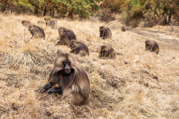 male group of endemic animal Gelada monkey feeding on grassland. Theropithecus gelada, Simien Mountains, Africa Ethiopia wildlife