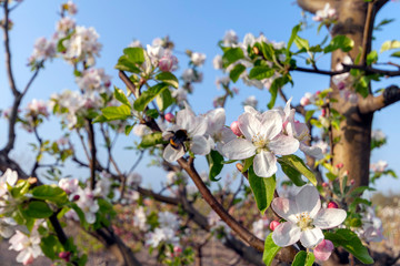 Beautiful cherry blossom in spring time over blue sky