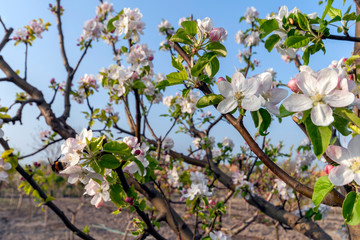 Beautiful cherry blossom in spring time over blue sky
