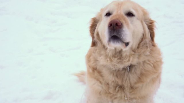 Beautiful golden retriever sits on snow