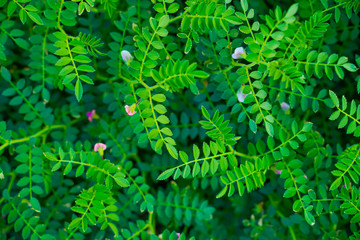 Fresh Green Chickpeas field , Chick peas also known as harbara or harbhara in hindi and Cicer is...