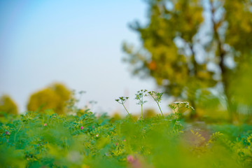 green Coriander field in India 