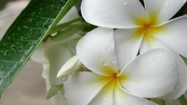 white frangipani plumeria blossom flower in rainy day