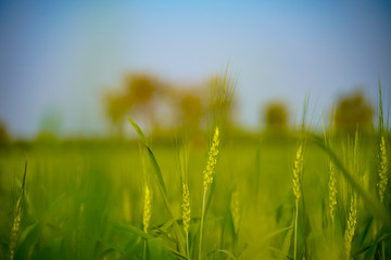 Close-up view of green wheat field in India