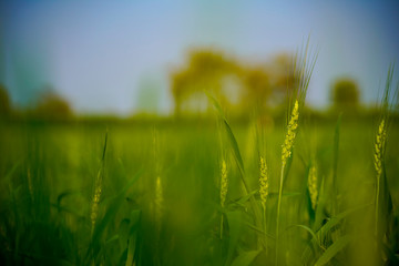 Close-up view of green wheat field in India