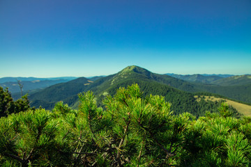 vivid green mountain peak scenic top view from above Carpathian landscape nature photography with spruce branches foreground and horizon background blue sky space for copy or your text