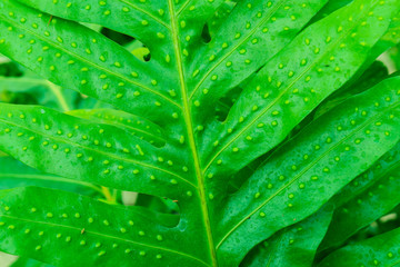 Close up of green leaf with detailed leaf texture.Leaf texture pattern.Green Leaf Texture background.
