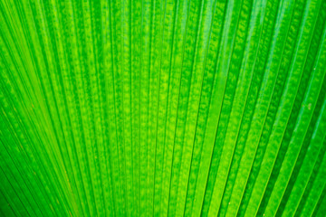 Close up of green leaf with detailed leaf texture.Leaf texture pattern.Green Leaf Texture background with light behind.