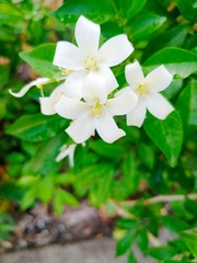 white flowers name's orange jessamine fragrant