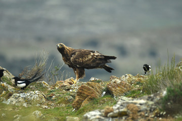 Aguila real