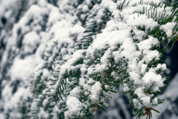 Fir branch covered with snow background. Winter tree holiday snow background. Holiday xmas card. Nature background. Winter season.