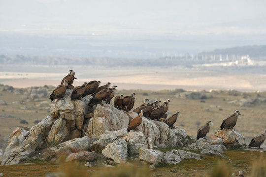 grupo de buitres