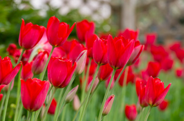 red tulips in spring garden on a sunny day
