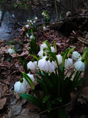 Snowdrops in the forest. First spring flowers