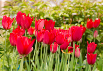 red tulips in spring garden on a sunny day