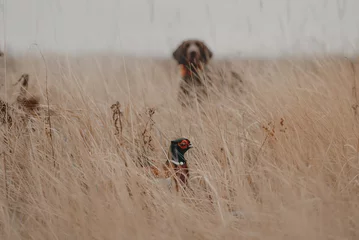Poster fazantvogel verstopt voor een jachthond © ksuksa