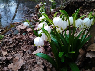 Snowdrops in the forest. First spring flowers