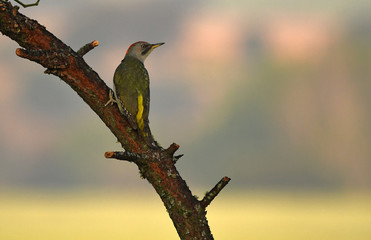 pajaro carpintero