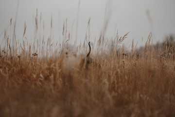 hunting dog tail visible in the grass while it looks for game