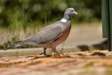 Fototapeta premium paloma torcaz