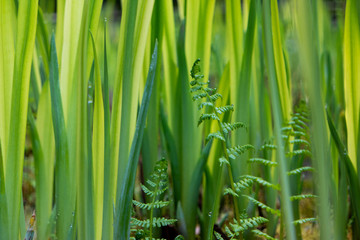 Fresh Grass and Ferns in Japanese Garden
