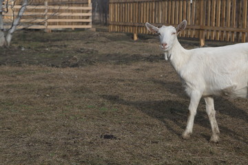 White goat on the street