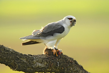 Elanio