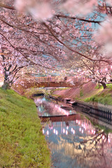 cherry blossom 日本の夜桜 船橋 海老川 千葉 ライトアップ 春 絶景
